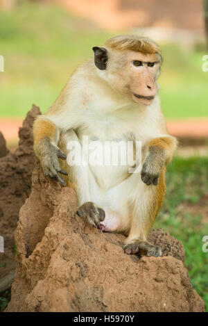 Toque Makaken sitzen auf einer Termite Mound, Macaca Sinica Sinica, Anuradhapura, Sri Lanka Stockfoto