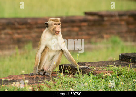 Toque Makaken sitzen auf antiken Ruinen, Macaca Sinica Sinica, Anuradhapura, Sri Lanka Stockfoto