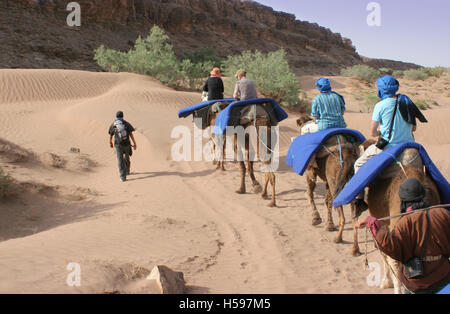 Ein lokaler Guide führt westliche Touristen zwischen den Dünen auf einem Kamelritt durch eine Schlucht in der Wüste Sahara in Südmarokko Stockfoto