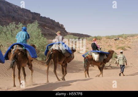 Ein lokaler Guide führt westliche Touristen zwischen den Dünen auf einem Kamelritt durch eine Schlucht in der Wüste Sahara in Südmarokko Stockfoto