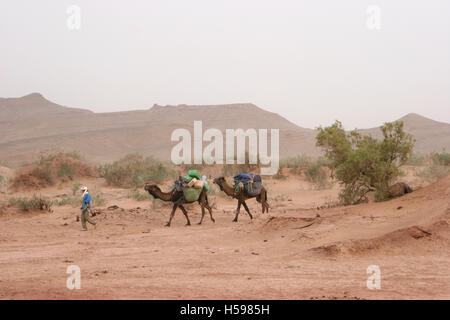 Ein lokaler Tribesman führt zwei geladene Kamelen durch die Sahara-Wüste im Süden Marokkos Stockfoto