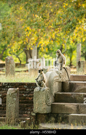 Graue Languren sitzen auf antiken Ruinen, Semnopithecus Priamos, Anuradhapura, Sri Lanka Stockfoto