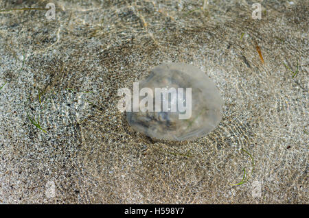 Tote Quallen am Strand angeschwemmt Stockfoto