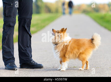 Shetland Sheepdog sieht zu seinem Besitzer Stockfoto