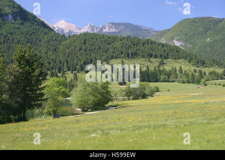 Alpine Felder neben See Bohinji im Triglav National Park, Nordslowenien. Stockfoto