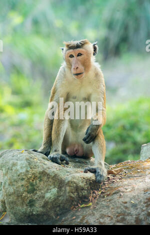 Toque Makaken, Macaca Sinica Sinica, Mihintale, Sri Lanka Stockfoto