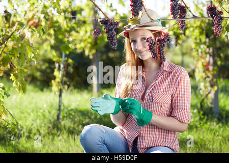 Schöne junge blonde Frau, die Ernte der Trauben im Weinberg im freien Stockfoto