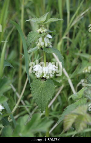 Brennnessel in Blüte Stockfoto
