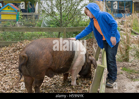 junge streichelte große Schwein an Kinder Bauernhof Kirchdorf, Hamburg, Deutschland Stockfoto