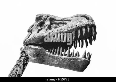 Tyrannosaurus Rex Schädel isoliert auf weißem Hintergrund. Schwarz / weiß gedreht Stockfoto