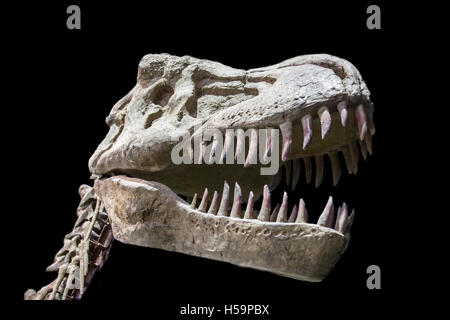 Tyrannosaurus Rex Schädel auf schwarzem Hintergrund isoliert Stockfoto