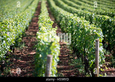 Reihen von Weinreben in einem französischen Weinberg an einem sonnigen Sommertag Stockfoto