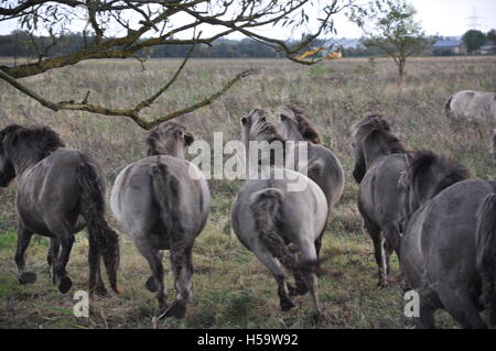 Konik-Wildpferde laufen - Wicken Fen Stockfoto