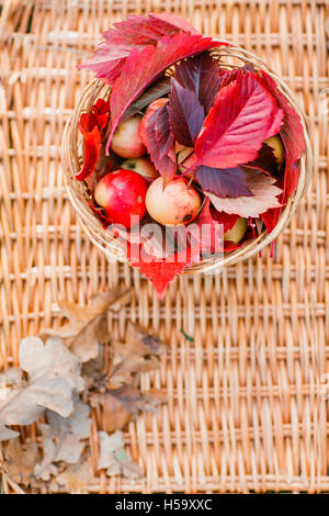 Saftige Äpfel in einem Korb Tablett, durch gefallene Blätter im Herbst umgeben. Schönen Zweig mit trockenen liegen herum. Stockfoto