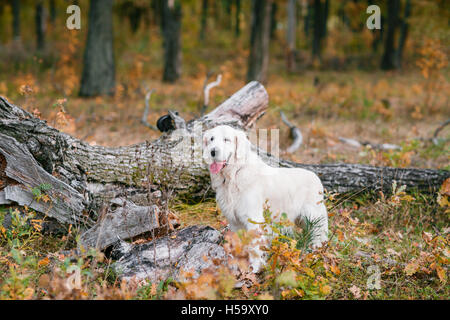 Herbst Porträt des weißen Retriever Groun-Up in gelbe Blätter liegen Stockfoto