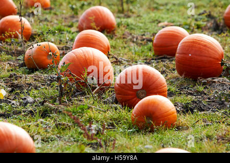 Kürbisse wachsen in einem Kürbisfeld Feld in Shropshire, England bereit für halloween Stockfoto