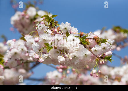 Prunus 'Shogetsu'-Blüte im Frühjahr. Kirschblüte in einem englischen Garten. Stockfoto