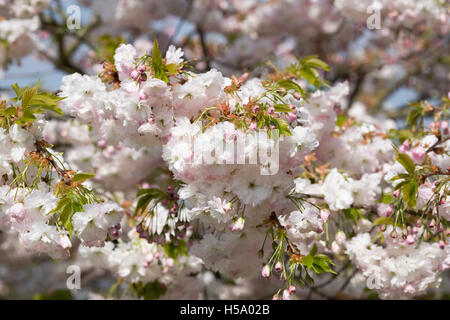 Prunus 'Shogetsu'-Blüte im Frühjahr. Kirschblüte in einem englischen Garten. Stockfoto