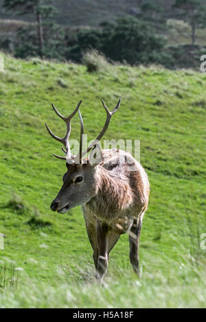 Rotwild-Hirsch (Cervus Elaphus) auf Moorland in den schottischen Highlands, Schottland Stockfoto