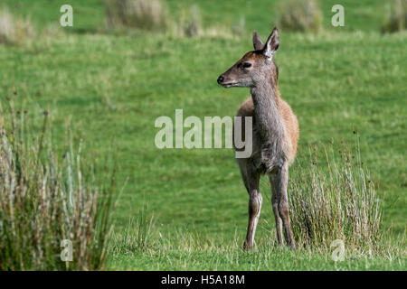 Junges Rothirsch Hind (Cervus Elaphus) auf Moorland in den schottischen Highlands, Schottland Stockfoto