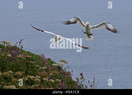 Paar Tölpel - Morus Bassanus im Flug. UK Stockfoto