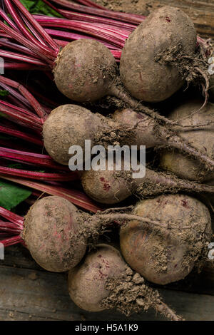 Rüben mit Erde Boden Wurzeln Stockfoto