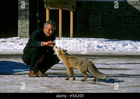 Mann, die Fütterung ein Rotfuchs (Vulpes Vulpes) in Pont, Valsavarenche, Nationalpark Gran Paradiso, Valle d ' Aosta, Italien Stockfoto