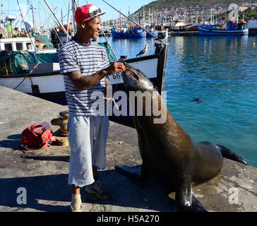 Mann, der allgemein als der "Mann" der Hout Bay bekannt ist, füttert Robben mit Fischen als Touristenattraktion in der Nähe von Kapstadt, Südafrika Stockfoto