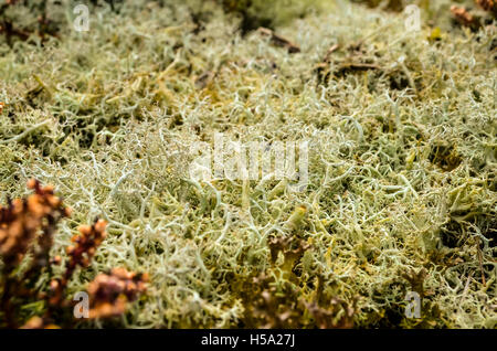 weißen Flechten wachsen im Herbst Stock Stockfoto