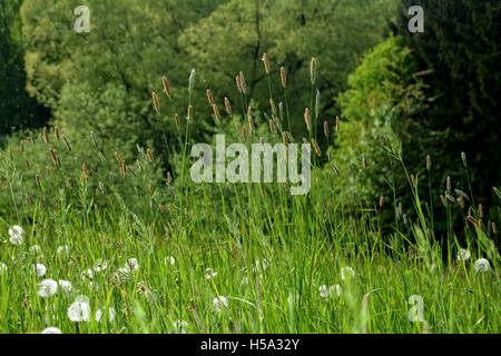 grüne Wiese mit Gräser und Löwenzahn im Frühling Stockfoto