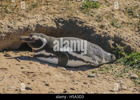 Magellanic Penguin Nest am Strand von Valdes Halbinsel Nationalpark, Patagonien, Argentinien Stockfoto