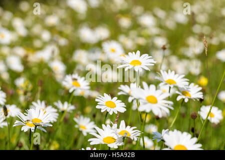 Ochsen-Auge Daisy Leucanthemum Vulgare wachsen in eine Wildblumenwiese auf Anglesey North Wales Stockfoto