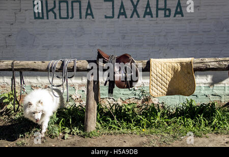 Belgrad, Serbien - ein weißer Hund snooping unter einem Holzrahmen und Sattel vor der Wand mit Schild: "Riding School" Stockfoto