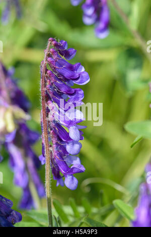 Getuftete Wicke Vicia Cracca aus dem Vetchlings und Erbse Familie Stockfoto