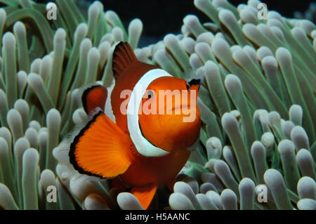 Amphiprion (westliche Clownfische (Ocellaris Clownfish, falsche Percula Clownfische)) verbirgt sich im Anemone, Puerto Galera, Philippinen Stockfoto