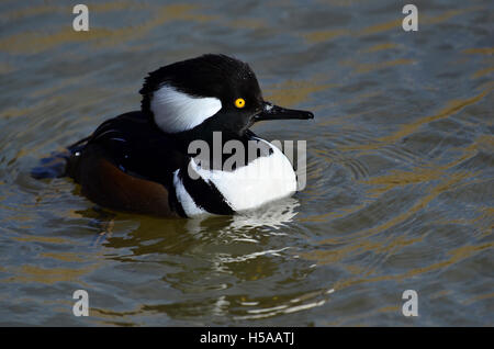 Erwachsene männliche Kapuzen-Prototyp Stockfoto