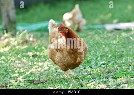 Hühner auf der Wiese Stockfoto