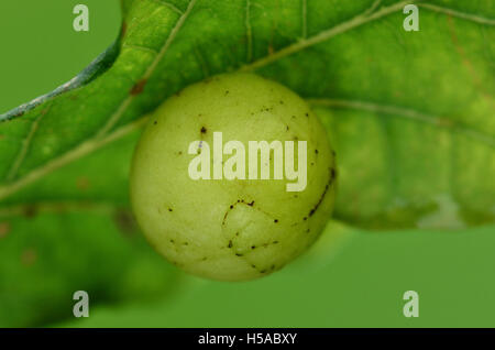 Kirsche Gall von Gall Wasp Cynips Quercusfolii an der Unterseite des pedunculate Eiche Blatt. Dorset, UK-September Stockfoto