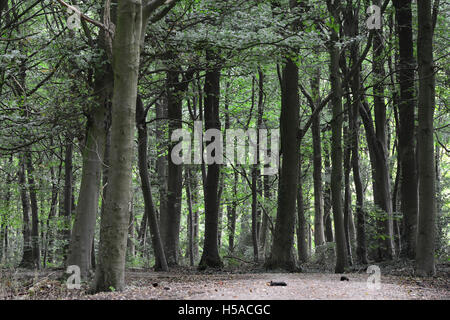 Des Bischofs Holz, Tring Park, Hertfordshire, UK Stockfoto