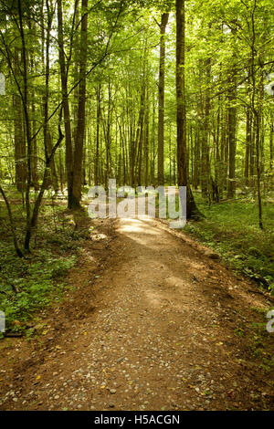 gewundenen Weg in grünen Wald, Weg zwischen Bäumen Stockfoto