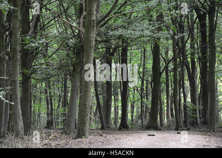 Des Bischofs Holz, Tring Park, Hertfordshire, UK Stockfoto