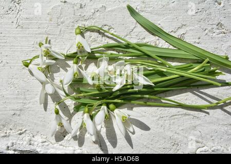 Einige Schneeglöckchen auf weißen Wand Stockfoto