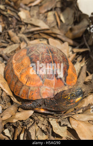 Indochinesischen Flowerback Kasten-Schildkröte (Cuoro Galbinifrons). Vom Aussterben bedrohte Arten. Stockfoto