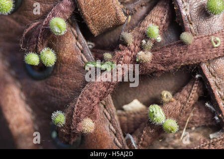 Klettenlabkraut oder Hackmesser (Galium Aparine). Widerhaken auf Fuits, Schnürsenkel auf Leder walking Schuh befestigt süchtig. Samenverbreitung. Stockfoto