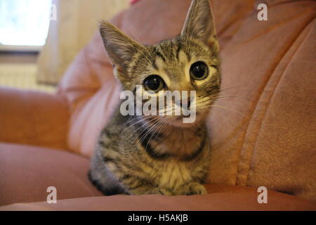 große Augen Kätzchen auf sofa Stockfoto