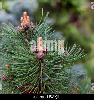 Jungen Fluchten der Pine Tree closeup Stockfoto