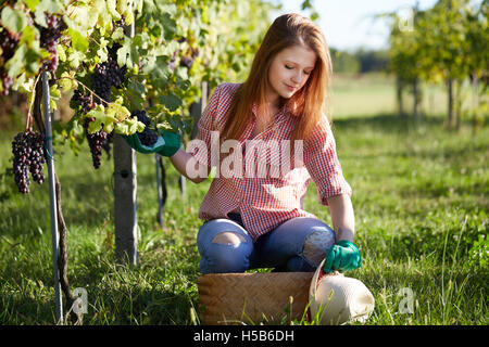 Schöne junge blonde Frau, die Ernte der Trauben im Weinberg im freien Stockfoto