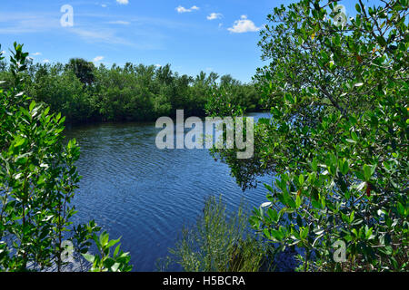 Everglades-Nationalpark, Florida, USA Stockfoto