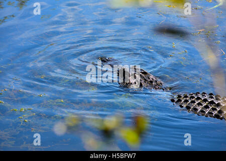 Alligator (Alligator Mississippiensis) in freier Wildbahn, Everglades National Park, Florida Stockfoto