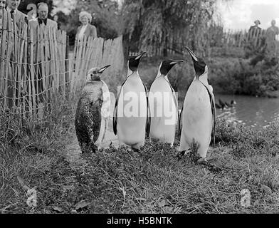 Der Chester Zoo in Cheshire, England, beherbergt eine Vielzahl von Tierarten. Der Zoo ist führend im Bereich Tierschutz und -Bildung und bietet sowohl ein Freizeiterlebnis als auch eine Gelegenheit, mehr über die Tierwelt zu erfahren. Stockfoto